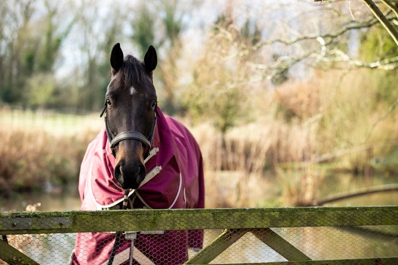 Lightweight 100g Detachable Neck Horse Turnout Rug - Burgundy